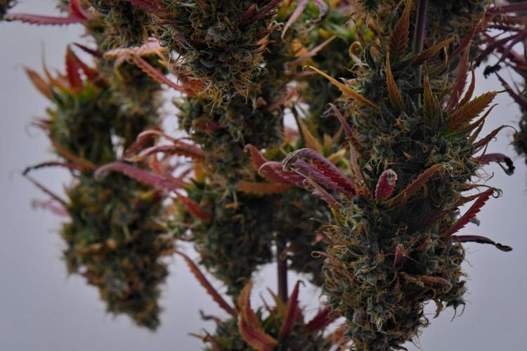 Cinderella | Fastbuds. Week 13