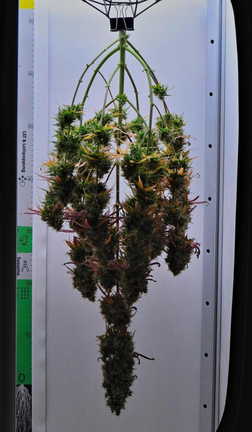 Cinderella | Fastbuds. Week 13