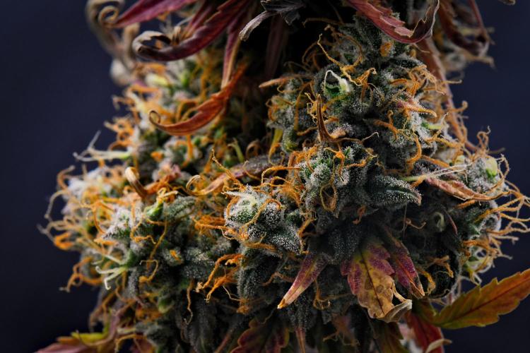 Cinderella | Fastbuds. Week 13 - Day 85