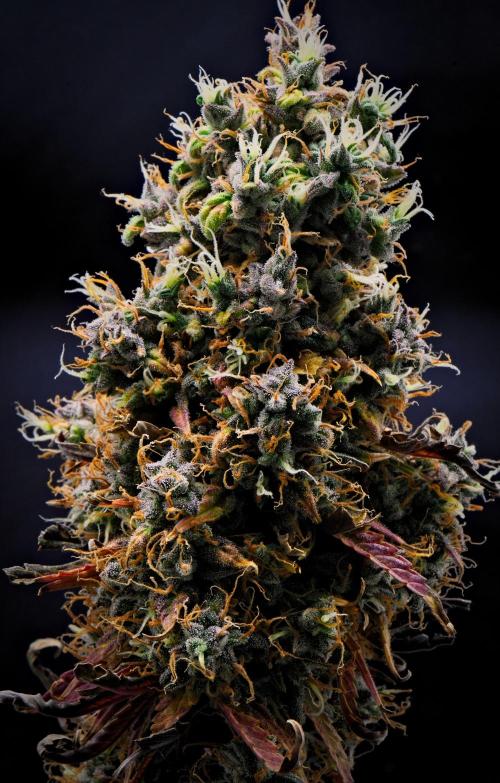 Cinderella | Fastbuds. Week 13 - Day 85