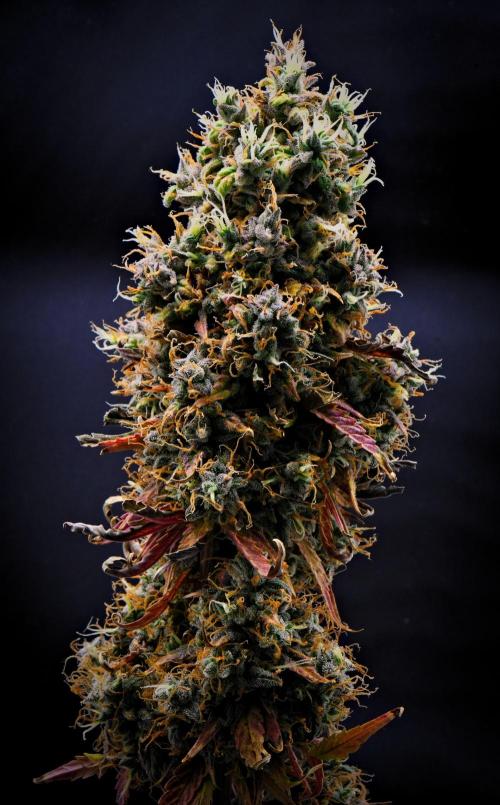 Cinderella | Fastbuds. Week 13 - Day 85