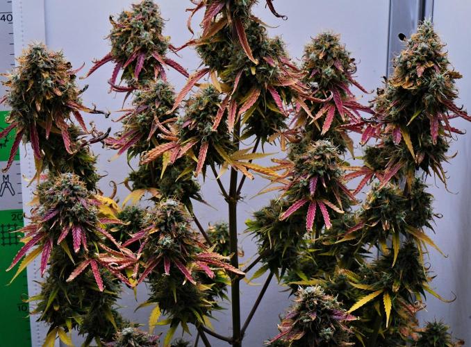 Cinderella | Fastbuds. Week 13 - Day 85