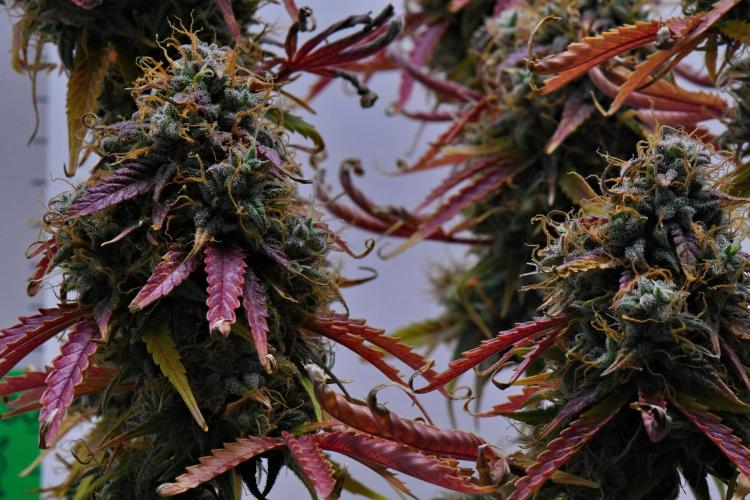 Cinderella | Fastbuds. Week 13 - Day 85