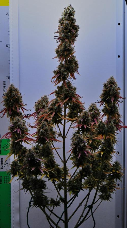 Cinderella | Fastbuds. Week 13 - Day 85