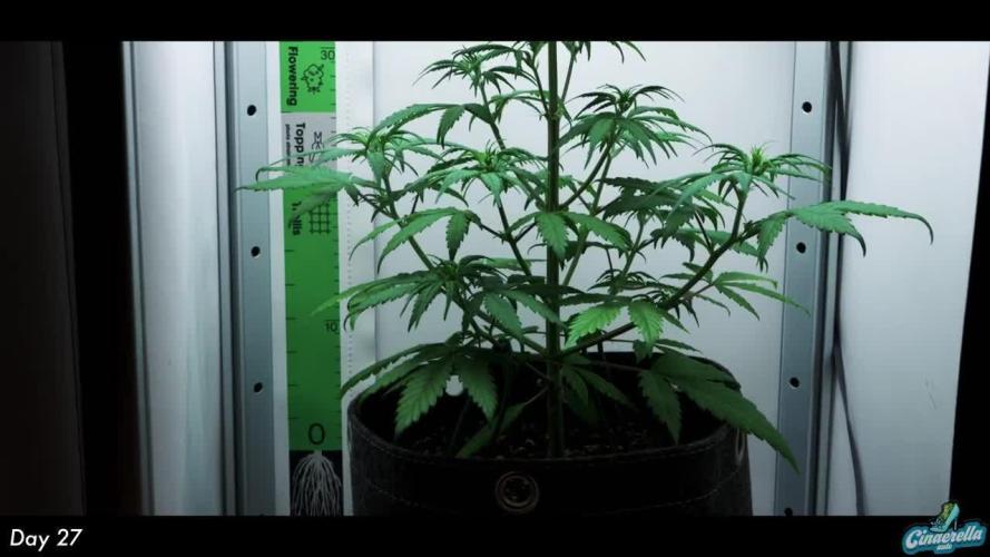 Cinderella | Fastbuds