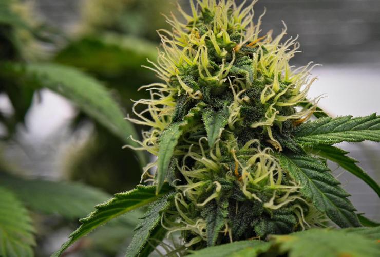 Sticky Broccoli Auto | Eternity Grow Cup. Week 8 - Day 52 Broccoli #1