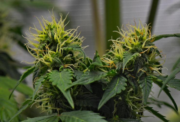 Sticky Broccoli Auto | Eternity Grow Cup. Week 8 - Day 52 Broccoli #1