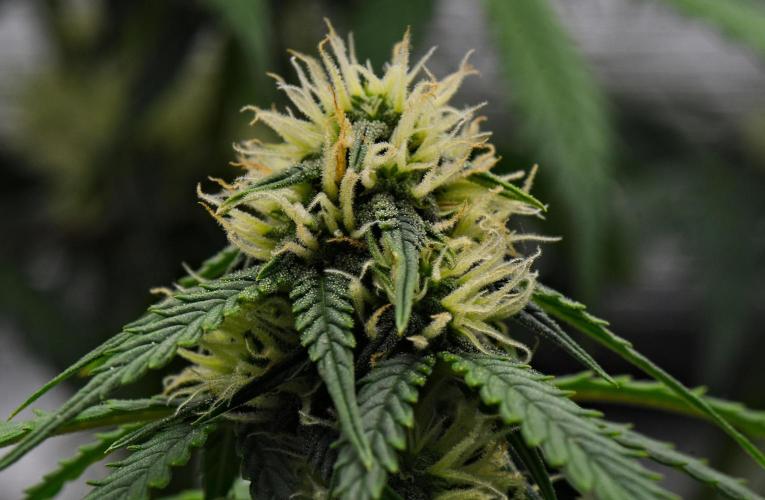 Sticky Broccoli Auto | Eternity Grow Cup. Week 8 - Day 52 Broccoli #2