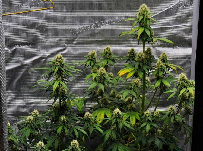 Sticky Broccoli Auto | Eternity Grow Cup. Week 8 - Day 52