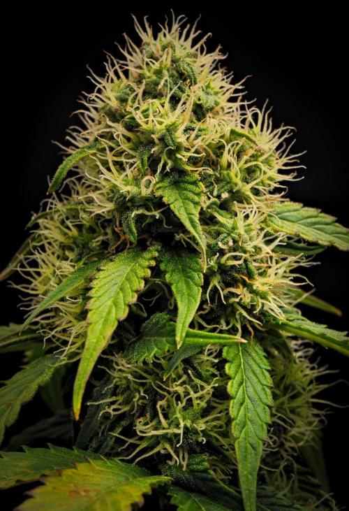 Sticky Broccoli Auto | Eternity Grow Cup. Week 8 - Day 54 Broccoli #1