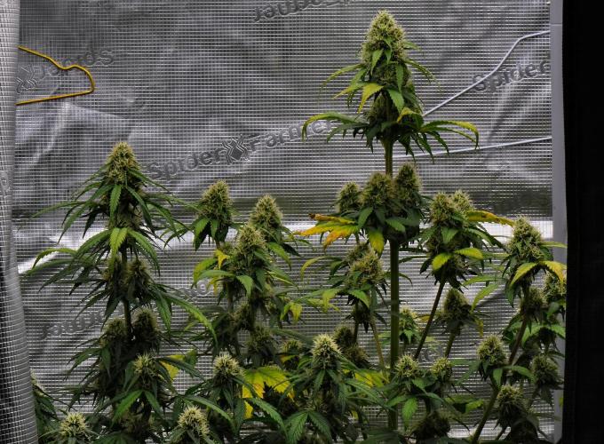 Sticky Broccoli Auto | Eternity Grow Cup. Week 8 - Day 54