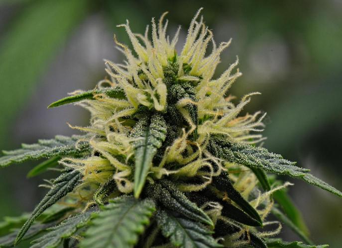 Sticky Broccoli Auto | Eternity Grow Cup. Week 8 - Day 54 Broccoli #2