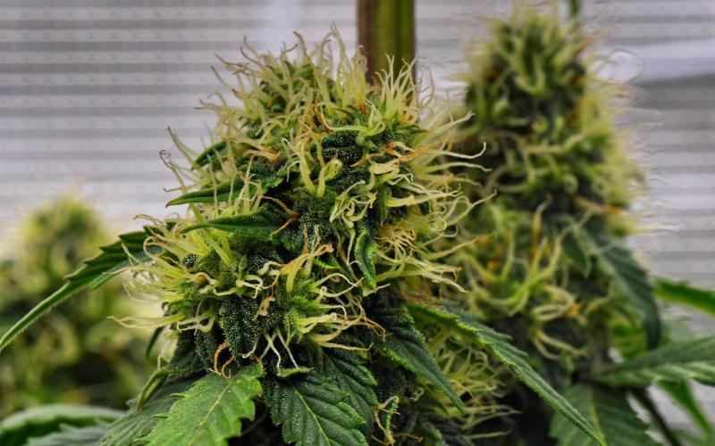 Sticky Broccoli Auto | Eternity Grow Cup. Week 8 - Day 54 Broccoli #1