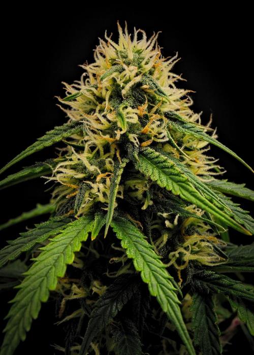 Sticky Broccoli Auto | Eternity Grow Cup. Week 8 - Day 54 Broccoli #2