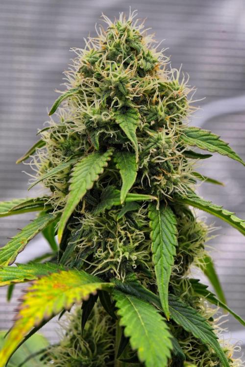 Sticky Broccoli Auto | Eternity Grow Cup. Week 8 - Day 56 Broccoli #1