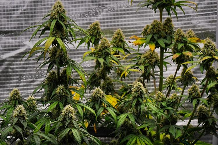 Sticky Broccoli Auto | Eternity Grow Cup. Week 9 - Day 58