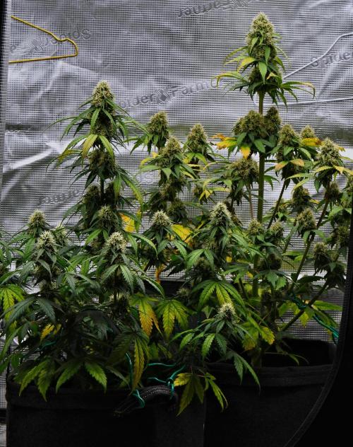 Sticky Broccoli Auto | Eternity Grow Cup. Week 9 - Day 58