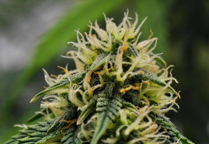 Sticky Broccoli Auto | Eternity Grow Cup. Week 9 - Day 58 Broccoli #2