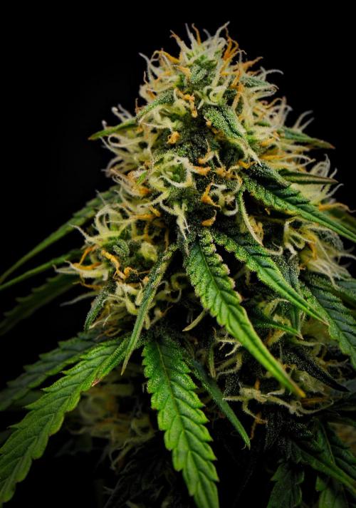 Sticky Broccoli Auto | Eternity Grow Cup. Week 9 - Day 58 Broccoli #2
