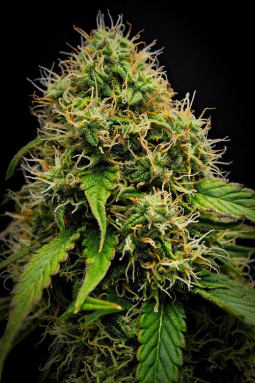 Sticky Broccoli Auto | Eternity Grow Cup. Week 9 - Day 58 Broccoli #1