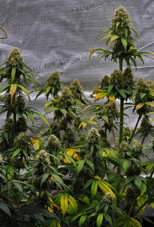 Sticky Broccoli Auto | Eternity Grow Cup. Week 9 - Day 60