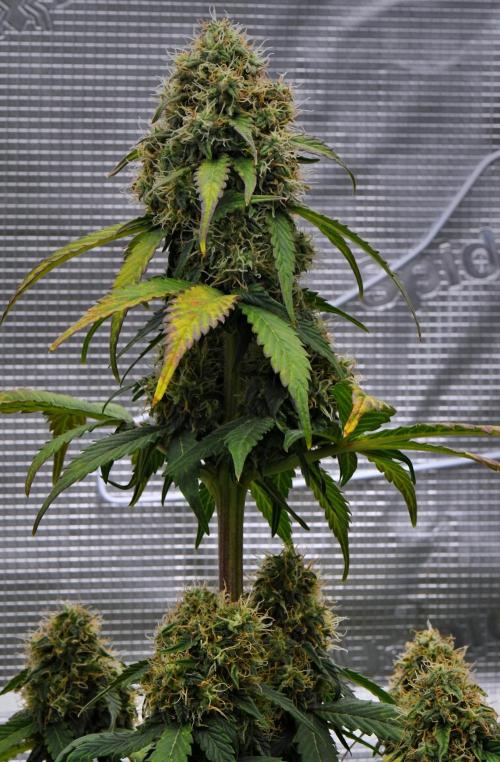 Sticky Broccoli Auto | Eternity Grow Cup. Week 9 - Day 60 Broccoli #1
