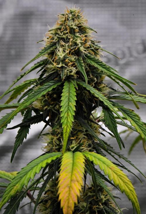 Sticky Broccoli Auto | Eternity Grow Cup. Week 9 - Day 60 Broccoli #2