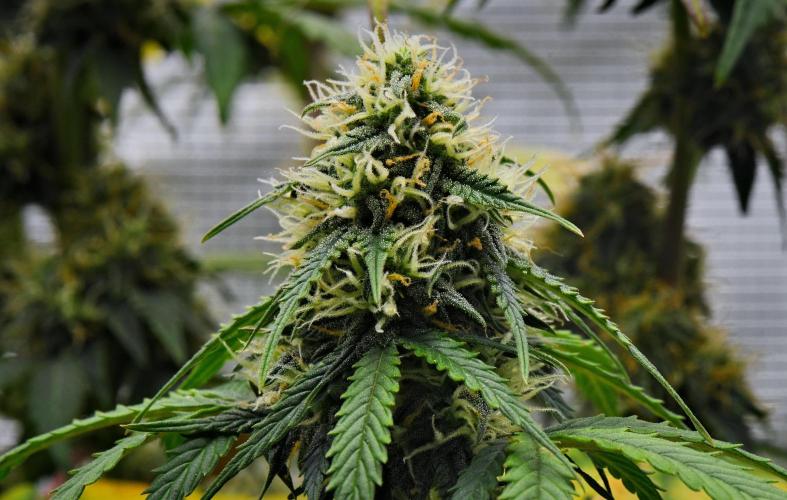 Sticky Broccoli Auto | Eternity Grow Cup. Week 9 - Day 60 Broccoli #2
