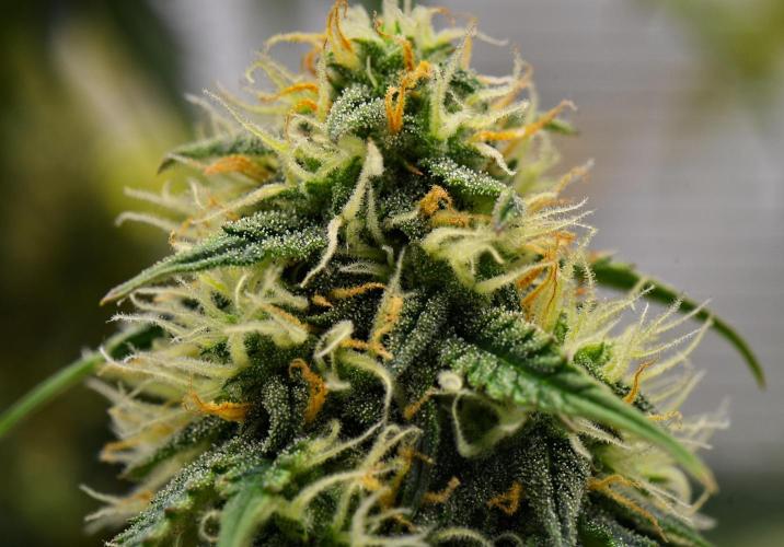 Sticky Broccoli Auto | Eternity Grow Cup. Week 9 - Day 62 Broccoli #2