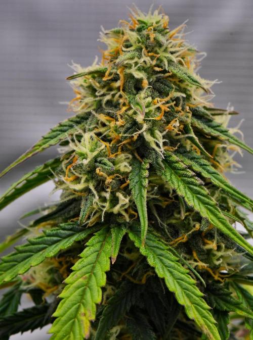 Sticky Broccoli Auto | Eternity Grow Cup. Week 9 - Day 62 Broccoli #2