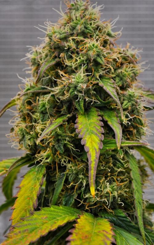 Sticky Broccoli Auto | Eternity Grow Cup. Week 9 - Day 62 Broccoli #1