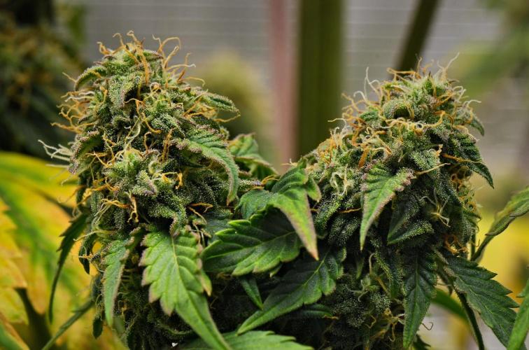 Sticky Broccoli Auto | Eternity Grow Cup. Week 10 - Day 64 Broccoli #1
