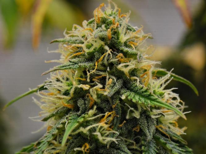 Sticky Broccoli Auto | Eternity Grow Cup. Week 10 - Day 64 Broccoli #2