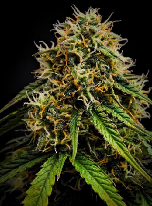 Sticky Broccoli Auto | Eternity Grow Cup. Week 10 - Day 64 Broccoli #2