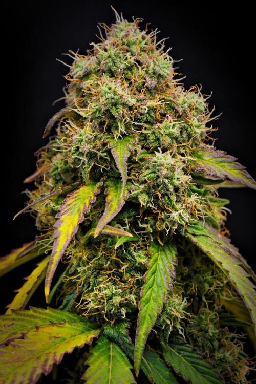 Sticky Broccoli Auto | Eternity Grow Cup. Week 10 - Day 64 Broccoli #1