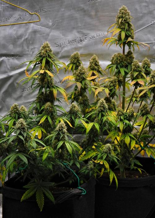 Sticky Broccoli Auto | Eternity Grow Cup. Week 10