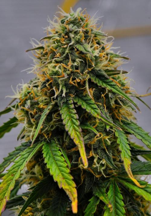 Sticky Broccoli Auto | Eternity Grow Cup. Week 10 - Day 66 Broccoli #2