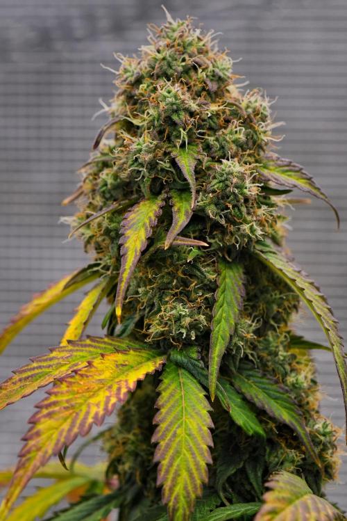 Sticky Broccoli Auto | Eternity Grow Cup. Week 10 - Day 66 Broccoli #1