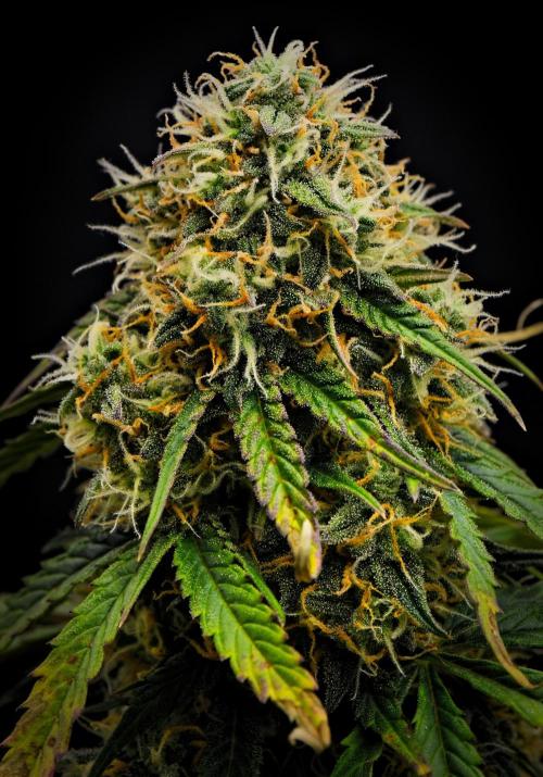Sticky Broccoli Auto | Eternity Grow Cup. Week 10 - Day 68 Broccoli #2