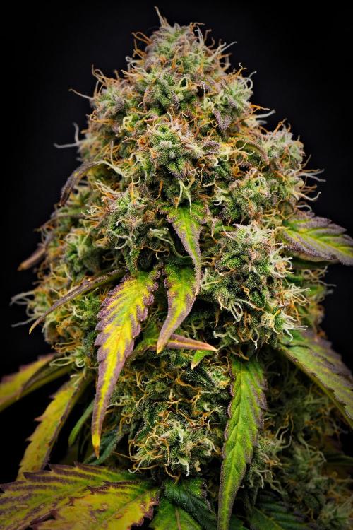 Sticky Broccoli Auto | Eternity Grow Cup. Week 10 - Day 68 Broccoli #1