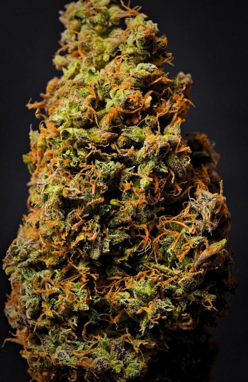 Cinderella | Fastbuds. Week 13