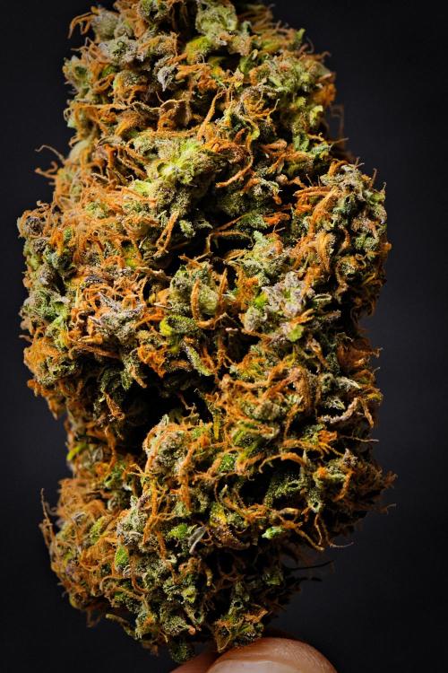 Cinderella | Fastbuds. Week 13