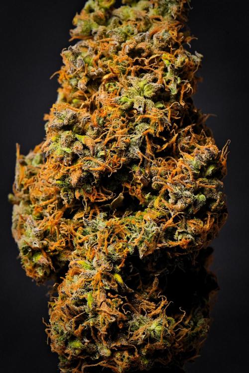 Cinderella | Fastbuds. Week 13