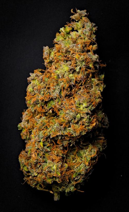 Cinderella | Fastbuds. Week 13