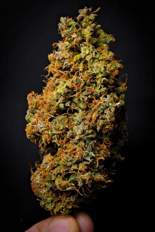 Cinderella | Fastbuds. Week 13