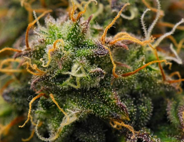Sticky Broccoli Auto | Eternity Grow Cup. Week 10 - Day 68 Broccoli #1