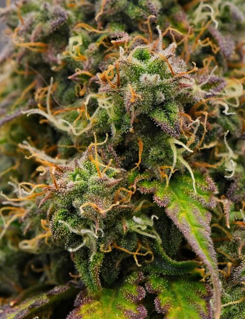 Sticky Broccoli Auto | Eternity Grow Cup. Week 10 - Day 68 Broccoli #1