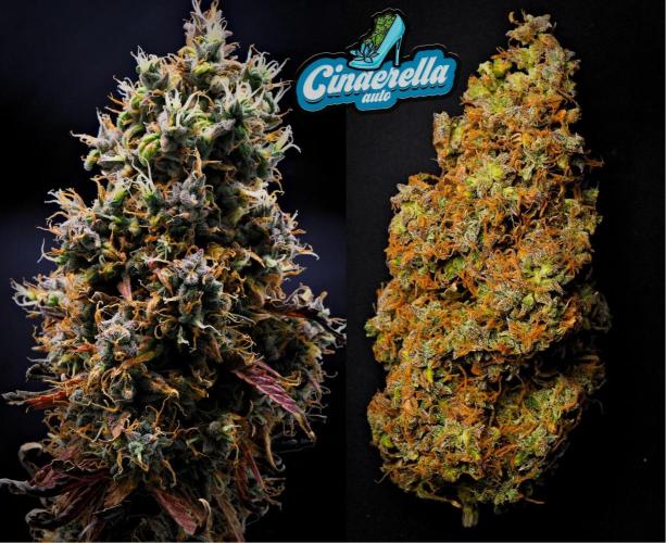 Fast Buds - Cinderella Auto door DarbGrowDiaries