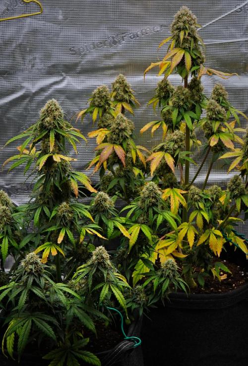 Sticky Broccoli Auto | Eternity Grow Cup. Week 11 - Day 70