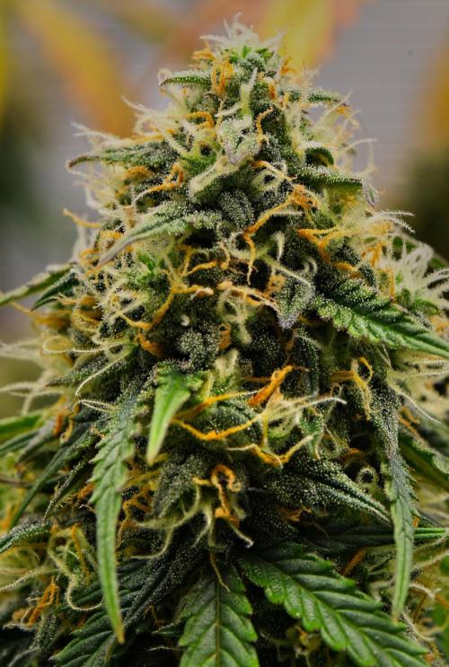 Sticky Broccoli Auto | Eternity Grow Cup. Week 11 - Day 70 Broccoli #2
